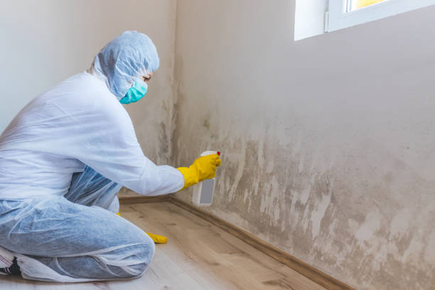 Licensed Mold Cleanup service in Westfield, PA - WQB Mold Removal