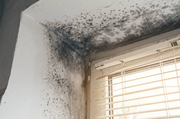 Affordable Mold Cleanup solutions in Westfield, PA